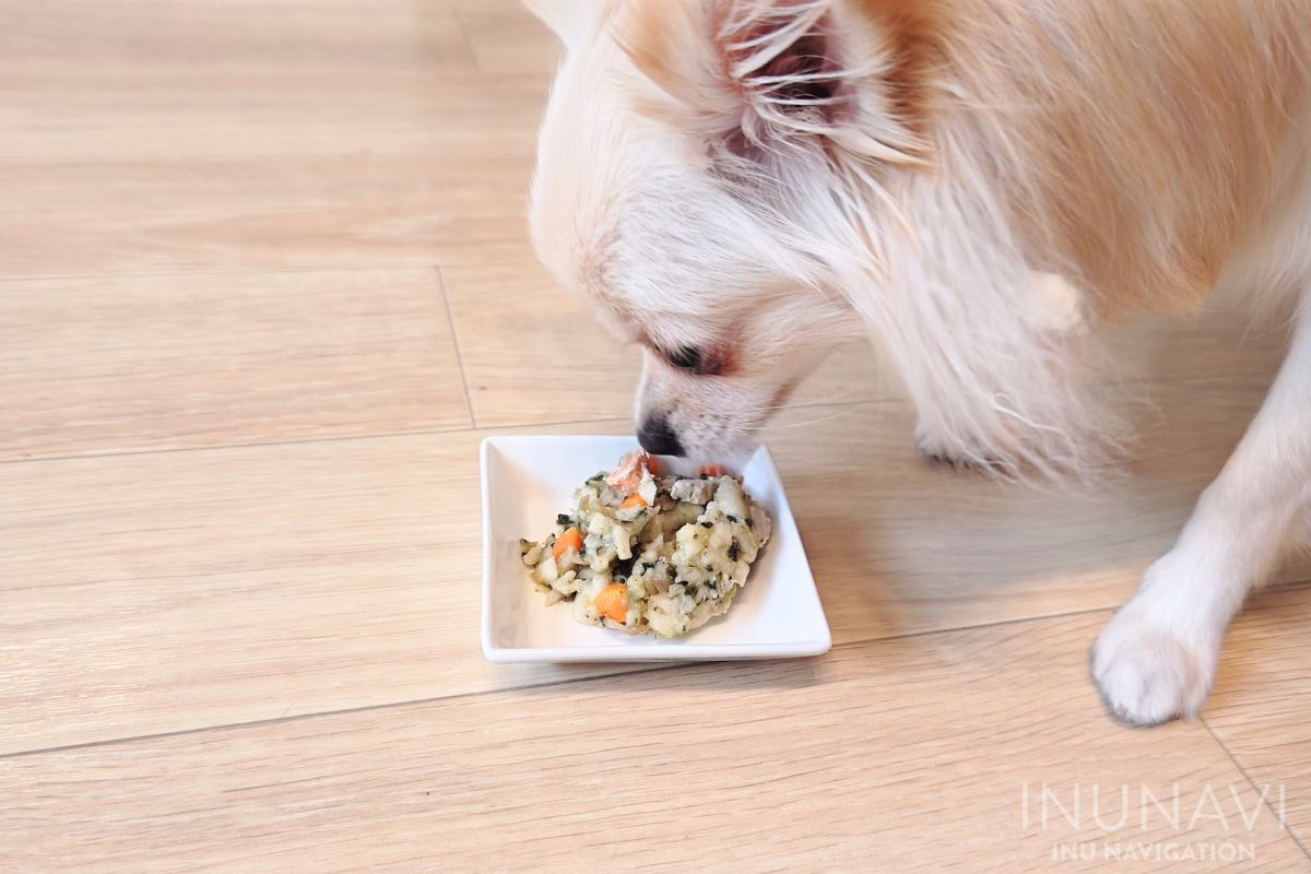 タミーレシピ　サーモンおからパスタを食べる愛犬 (4)